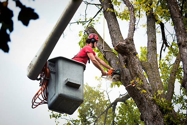 Best Tree Branch Trimming  in Paw Paw Lake, MI